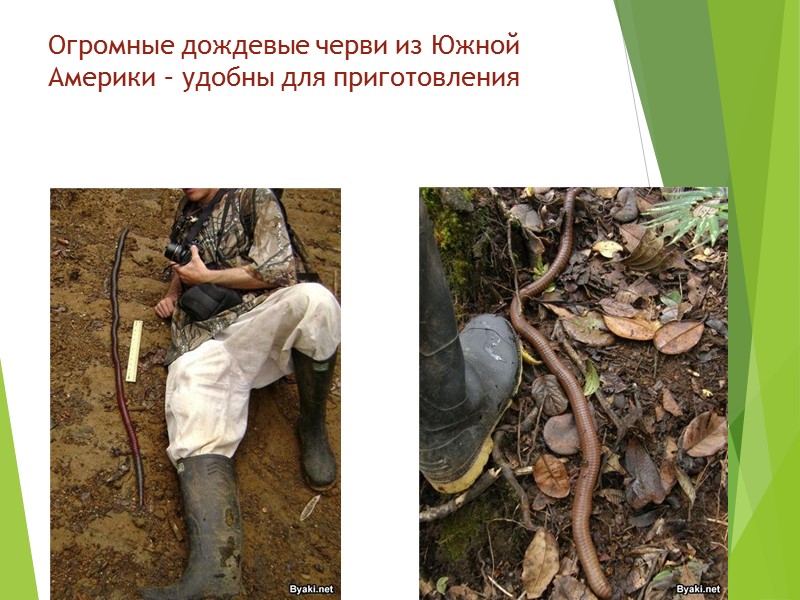 Огромные дождевые черви из Южной Америки – удобны для приготовления